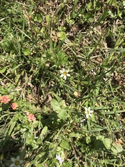 Sisyrinchium rosulatum