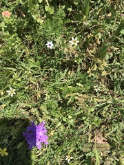 Sisyrinchium rosulatum