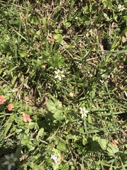 Sisyrinchium rosulatum