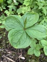 Paris quadrifolia