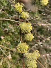 Salix