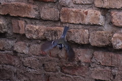 Parus major
