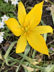 Tulipa sylvestris