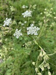 Anthriscus sylvestris