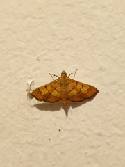 Orphanostigma abruptalis