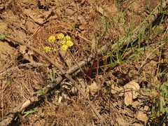 Lomatium triternatum brevifolium