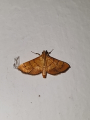 Orphanostigma abruptalis