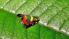 Hilarographa