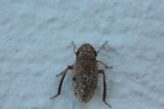 Anoscopus
