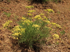 Lomatium suksdorfii