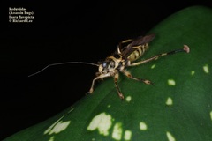 Inara flavopicta