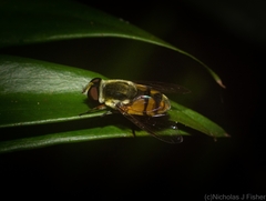 Dissoptera heterothrix