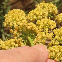 Lomatium suksdorfii