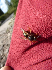 Dolichovespula media