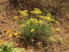 Lomatium suksdorfii