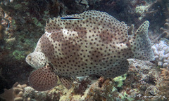 Chromileptes altivelis