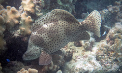 Chromileptes altivelis