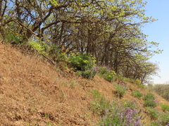 Lomatium suksdorfii