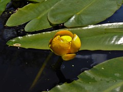 Nuphar sagittifolia