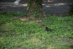 Turdus merula