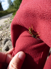 Dolichovespula media