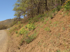 Lomatium suksdorfii