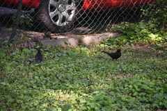 Turdus merula