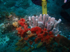 Desmacidon mamillatum