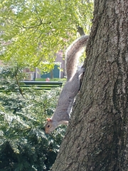 Sciurus carolinensis