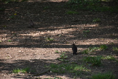 Turdus merula