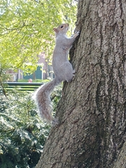 Sciurus carolinensis