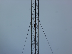 Cacomantis merulinus