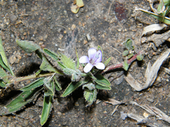 Barleria oxyphylla