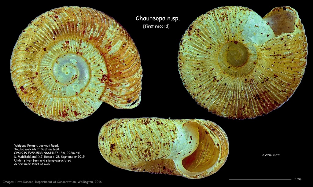 Chaureopa