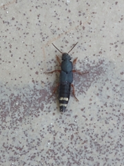 Platydracus fulvipes