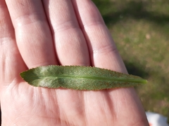 Puccinia sii-falcariae