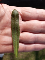 Puccinia sii-falcariae