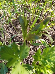 Puccinia sii-falcariae