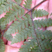 Lastreopsis velutina - Photo (c) Tim Park,  זכויות יוצרים חלקיות (CC BY-SA), uploaded by Tim Park