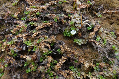 Epilobium komarovianum