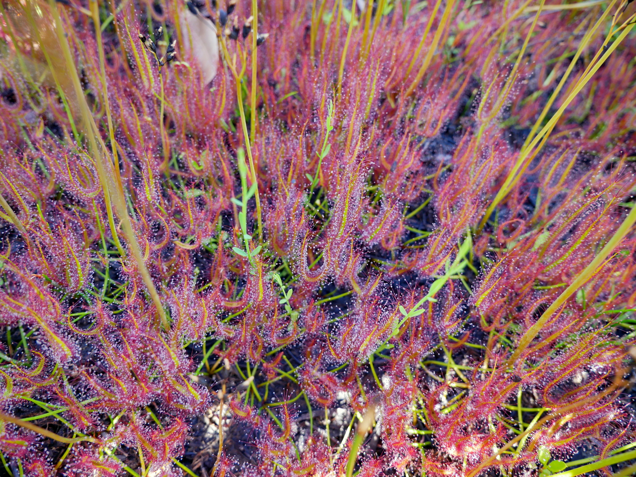 Drosera binata Labill.
