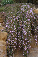 Disphyma australe australe