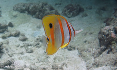 Chelmon rostratus
