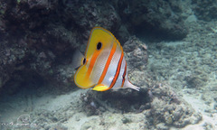 Chelmon rostratus