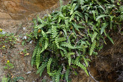 Blechnum blechnoides