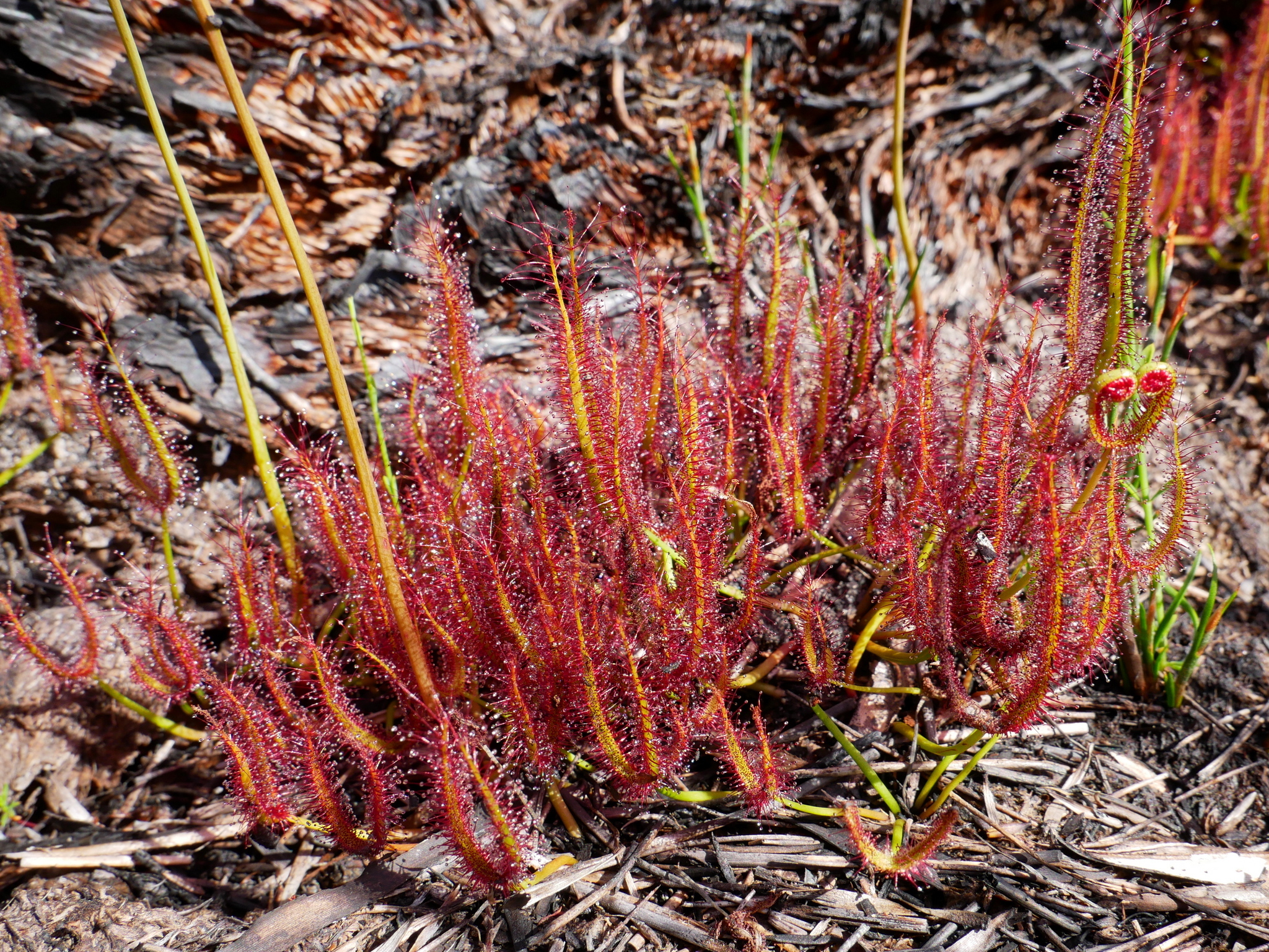 Drosera binata var. multifida f. extrema
