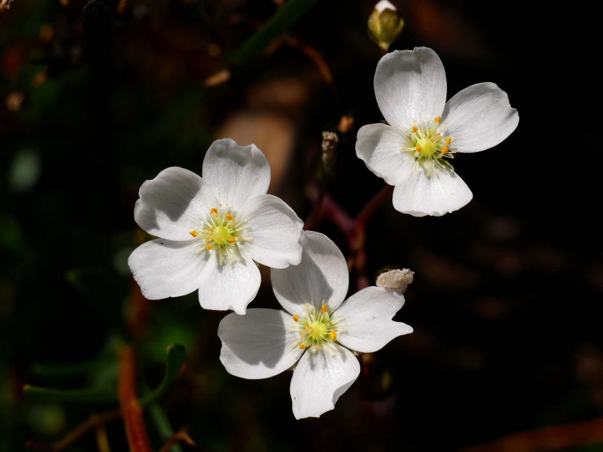Drosera binata Labill. 3