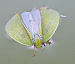 Siphanta acuta
