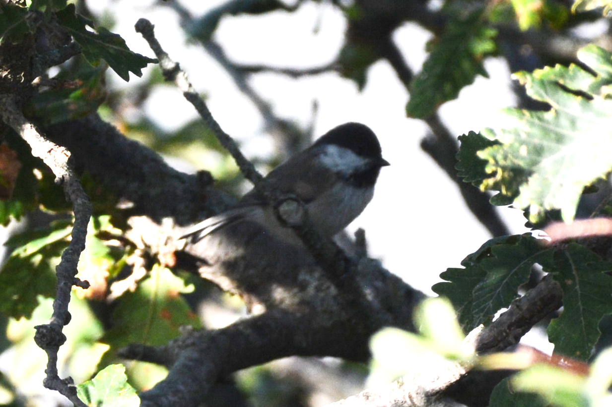 Caspian Tit (Poecile hyrcanus), photo 1