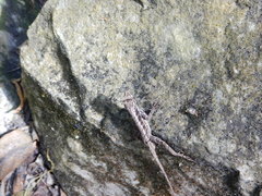 Anolis tropidonotus
